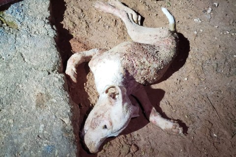 Polícia prende indivíduo em flagrante por maus-tratos a animais